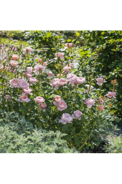 Кущ троянди Королева Швеції у цвіті